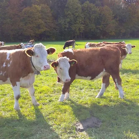 Apartment Zur Urigen Kiefer